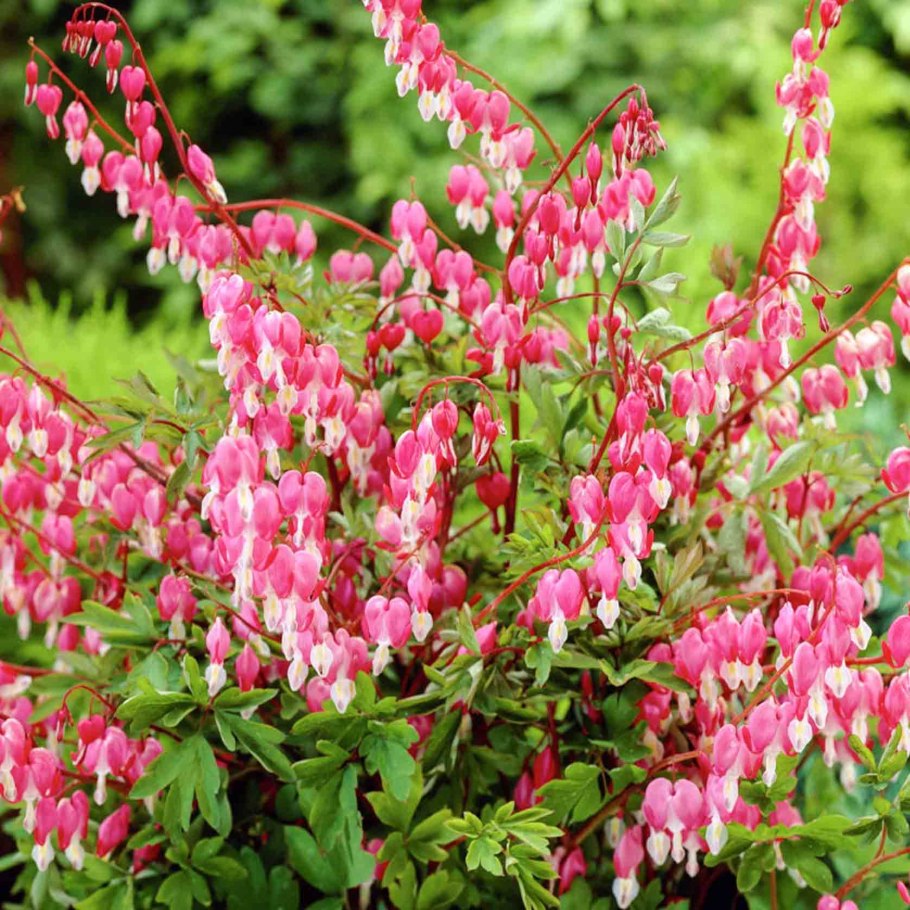 Двустворчатые растения