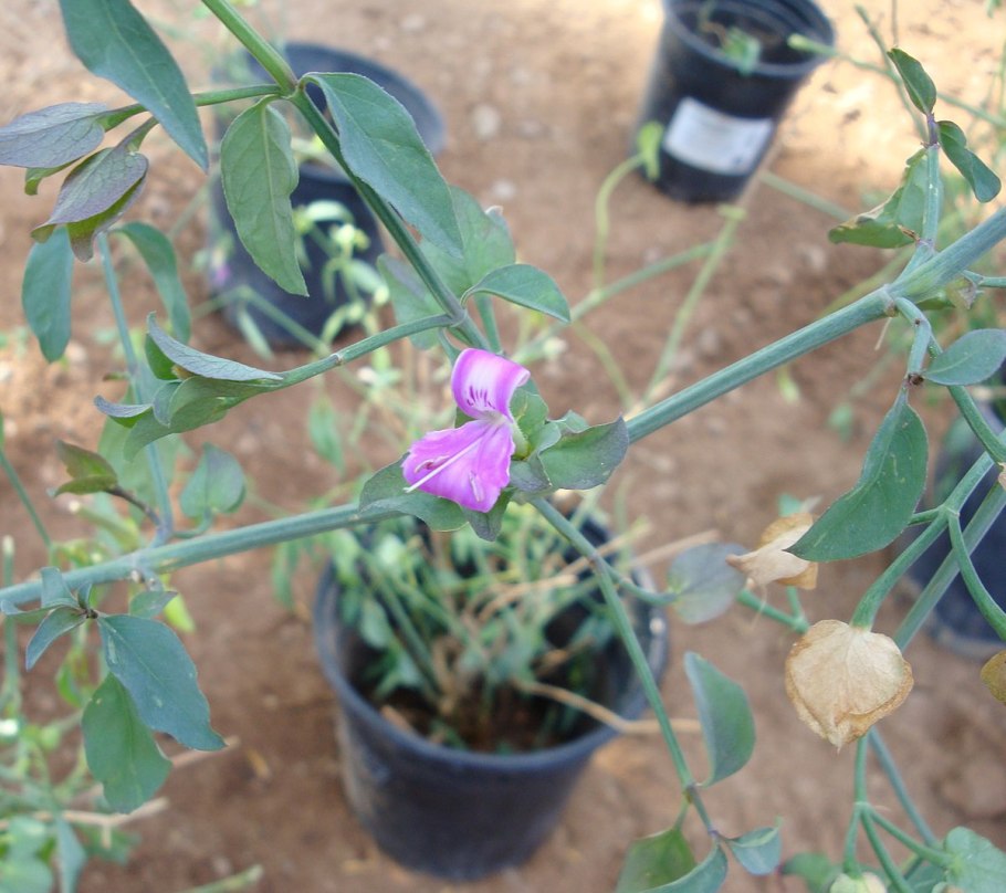 Талинум метельчатый