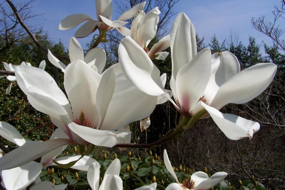 Magnolia obovata purpurea