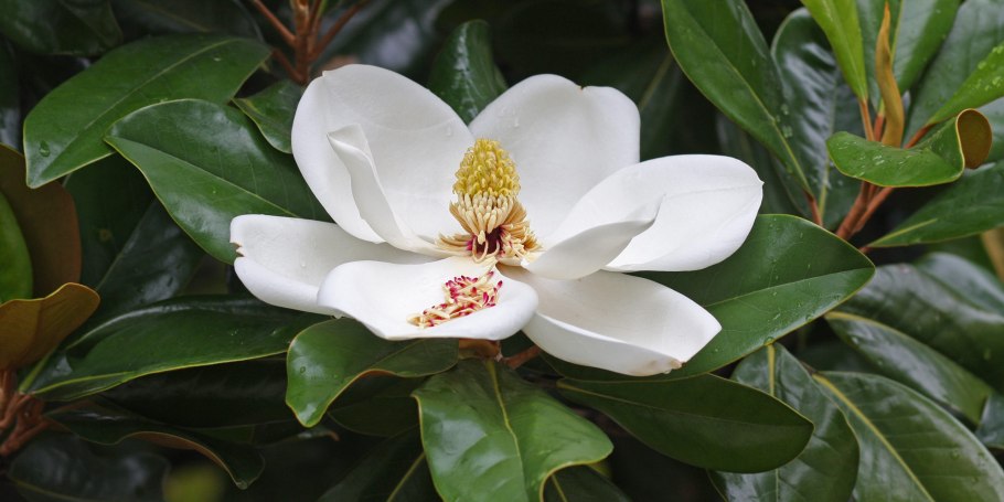 Магнолия древовидная