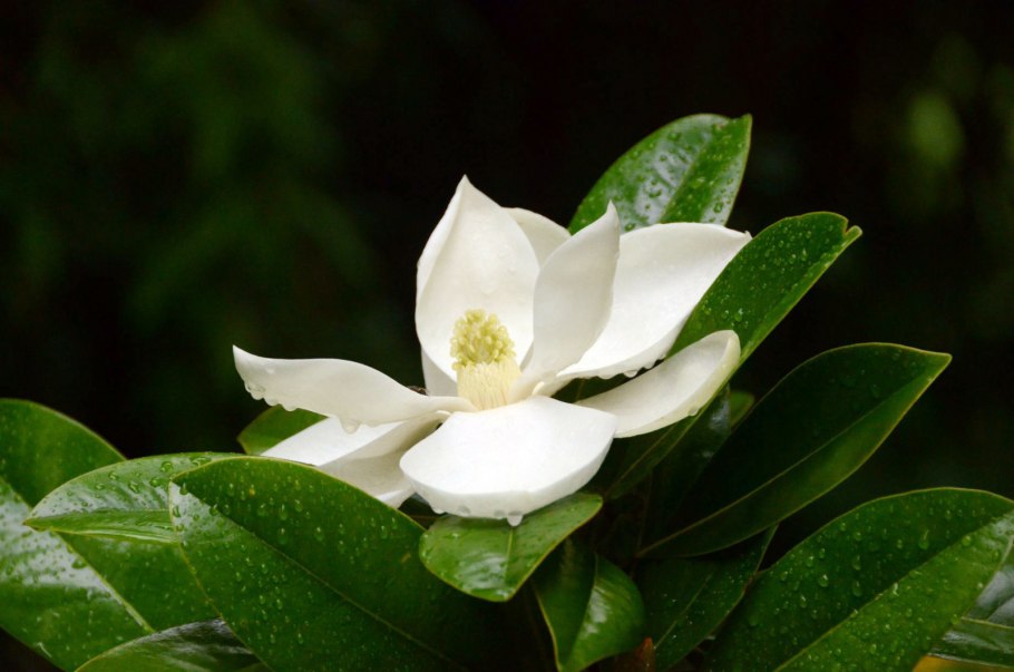 Magnolia denudata Yulan