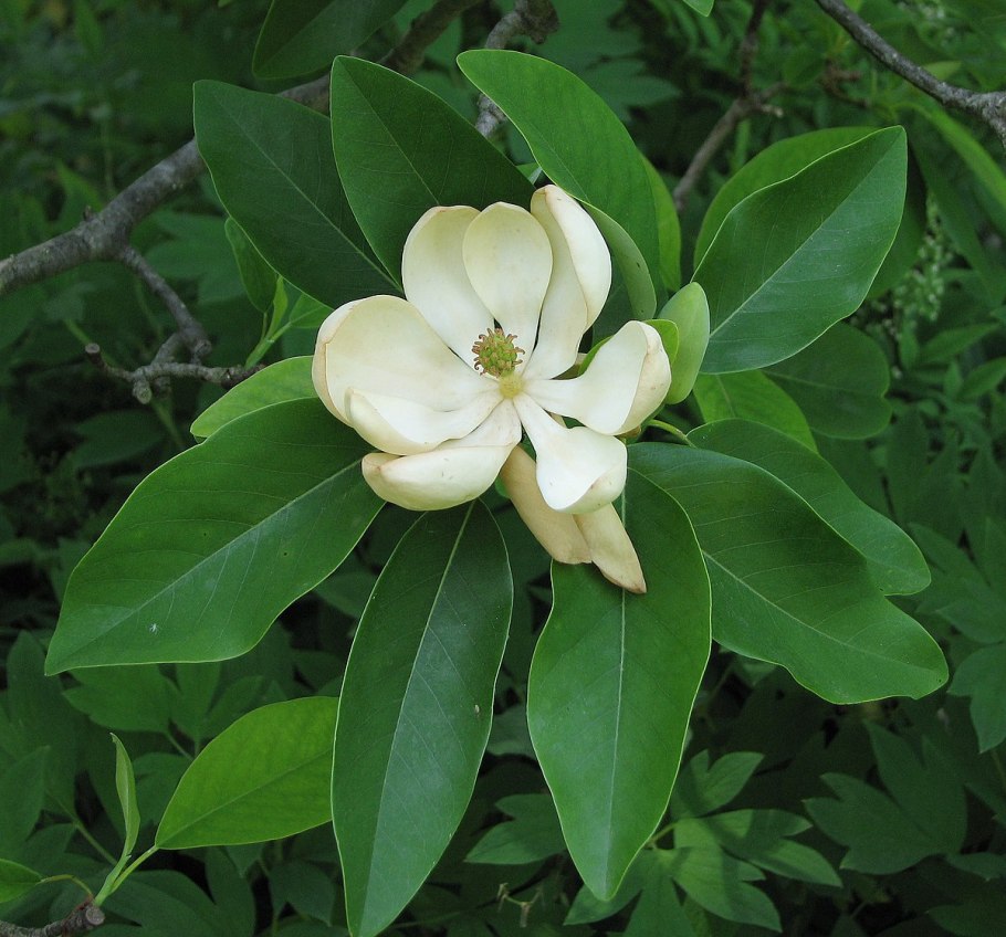 Магнолия обратнояйцевидная (Magnolia obovata)