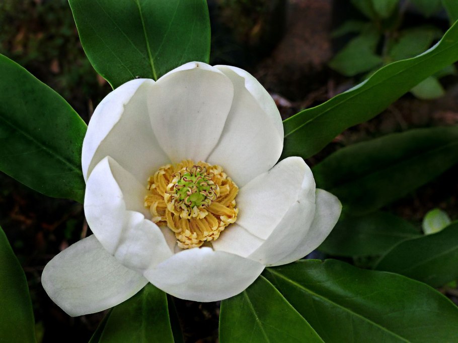 Magnoliaceae семейство