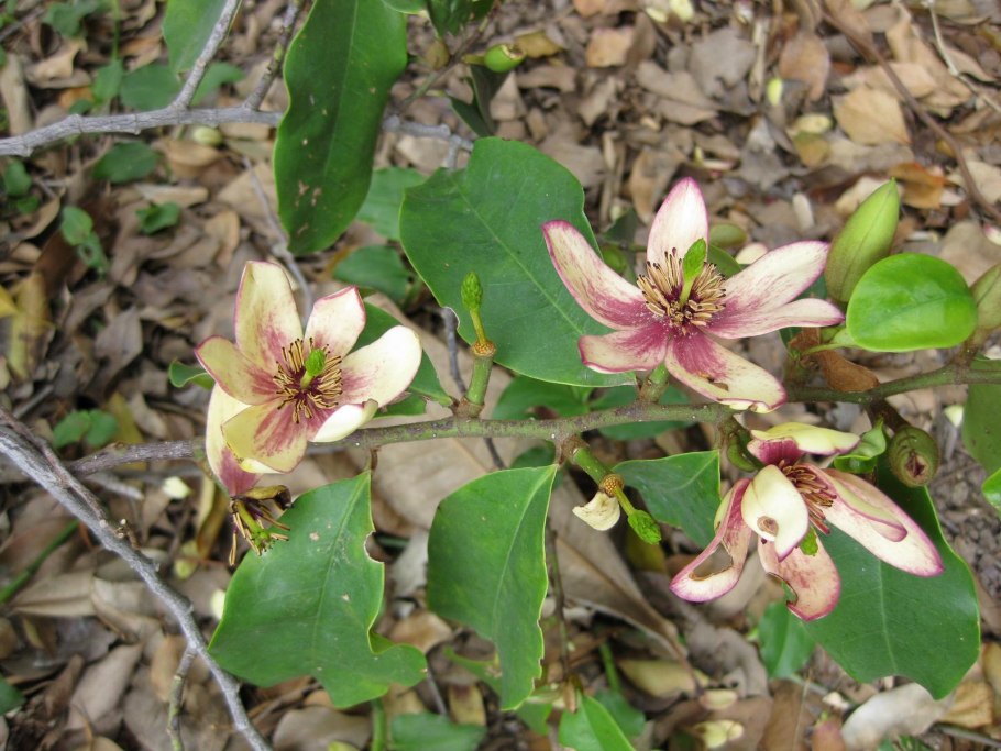 Магнолия трехлистная