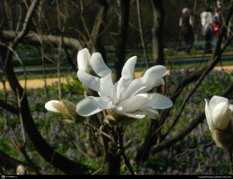 Цветы магнолии