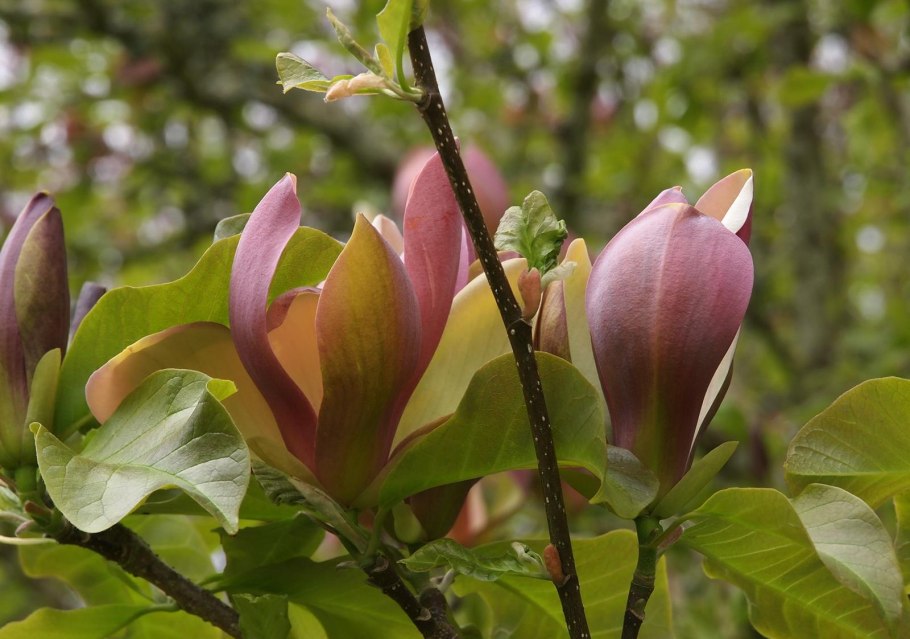 Магнолия обратнояйцевидная