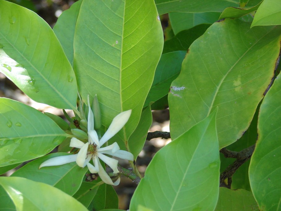 Магнолия виргинская