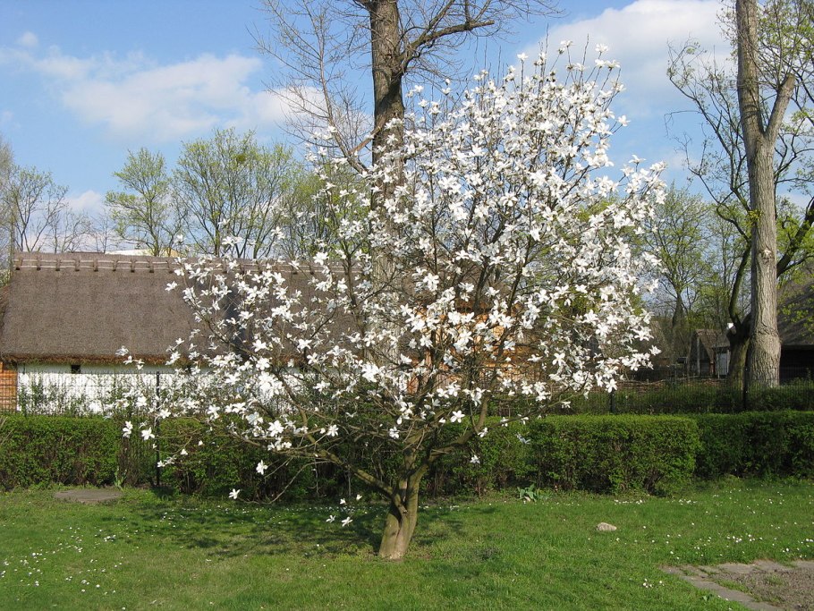 Магнолия обратнояйцевидная куст