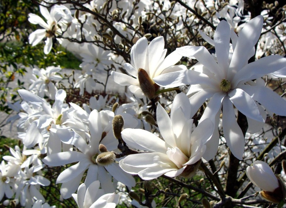 Magnolia Amoena