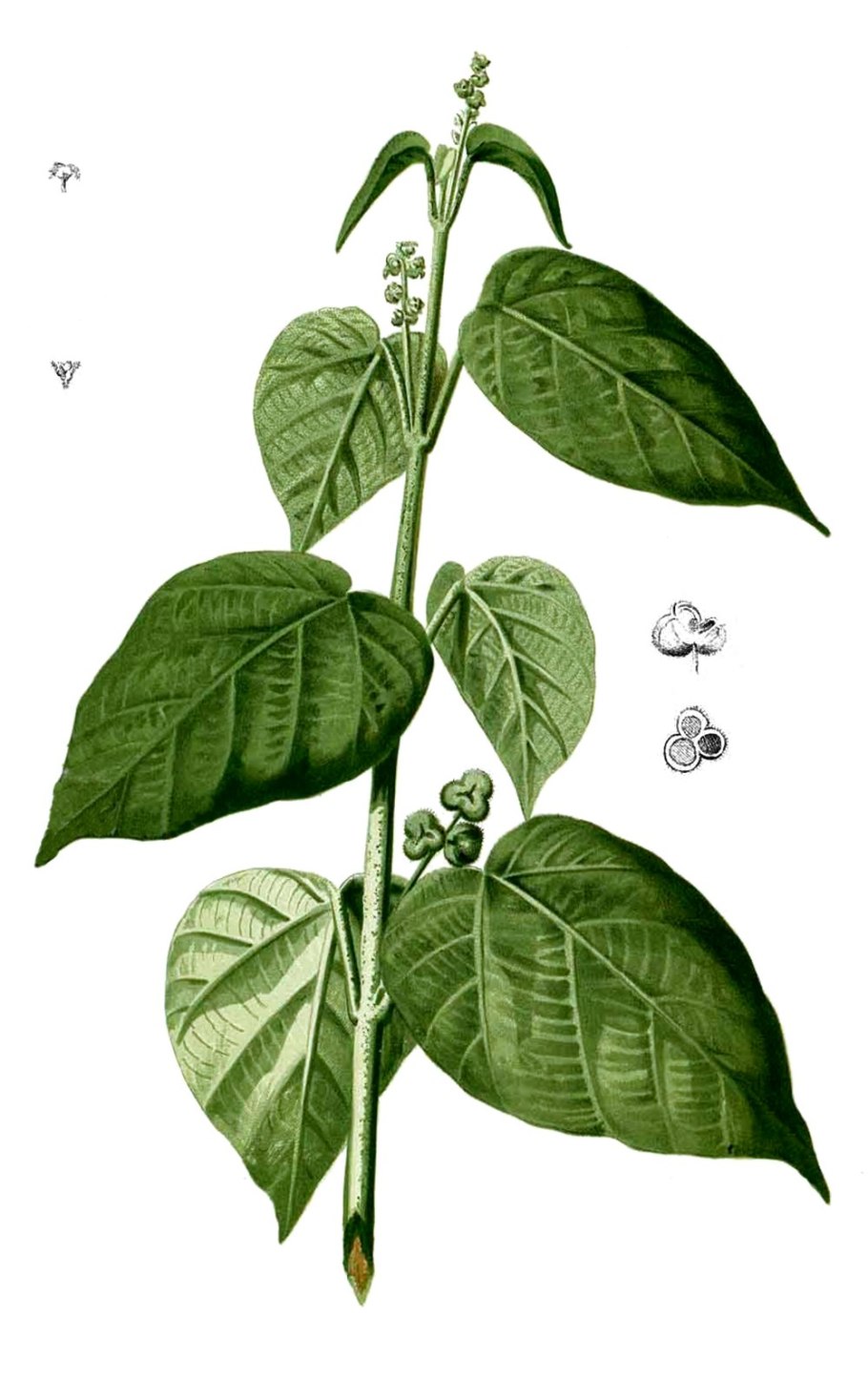 Перец липолистный