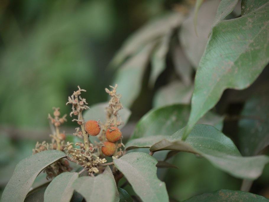 Mallotus paniculatus