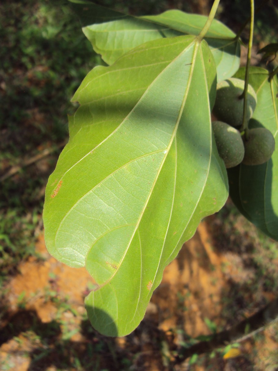 Куст Маллотус филиппинский