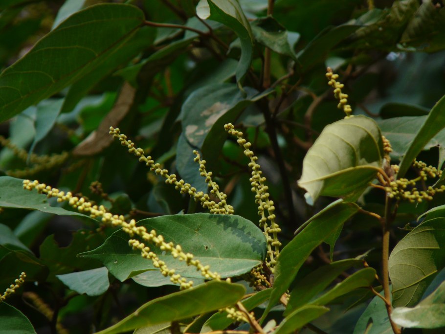 Камала растение