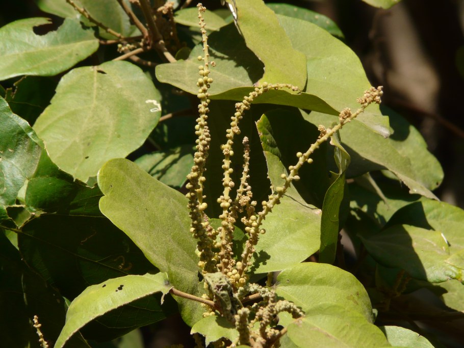 Lindenbergia philippensis