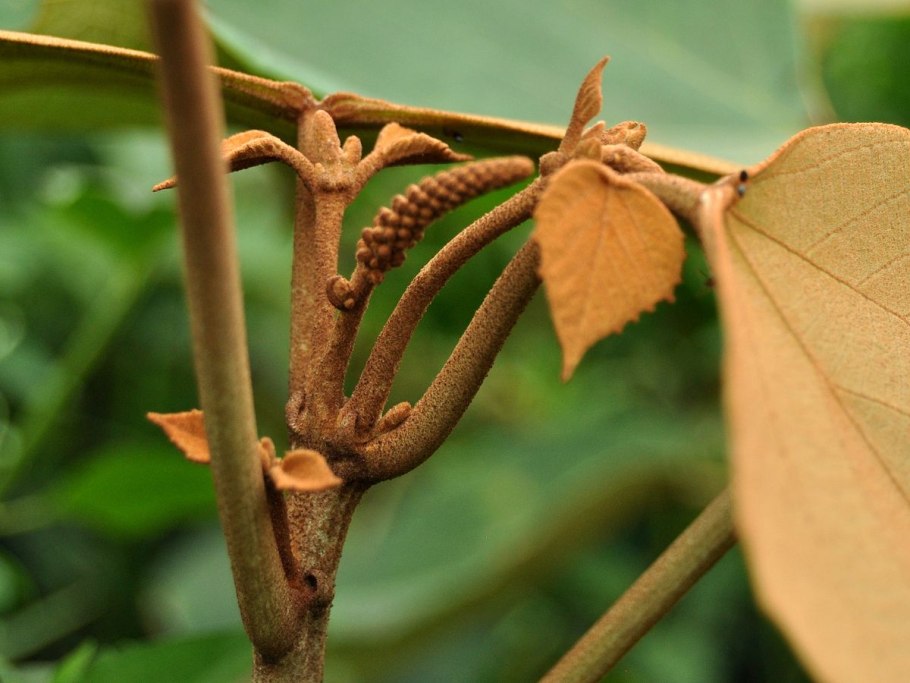 Swietenia macrophylla