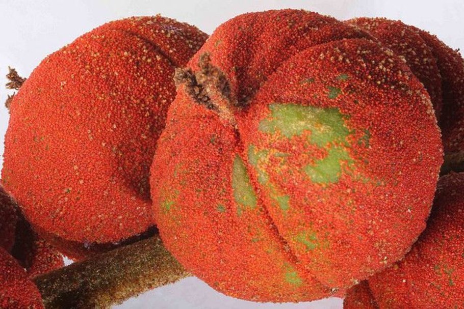 Маллотус японский