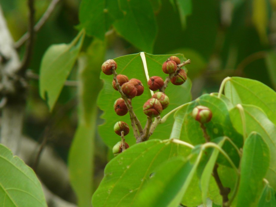 Mallotus philippensis