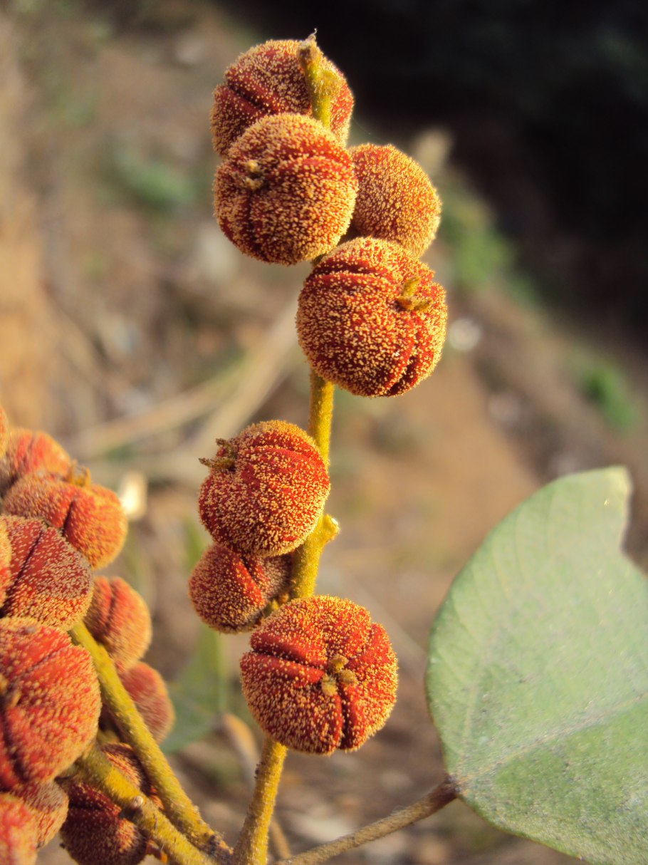 Маллотус японский