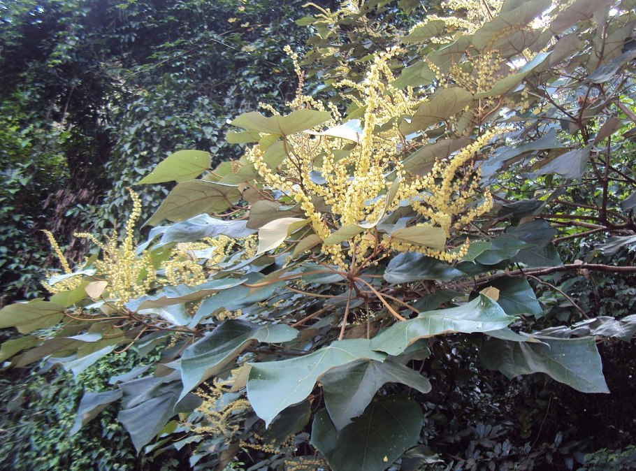 Lindenbergia philippensis