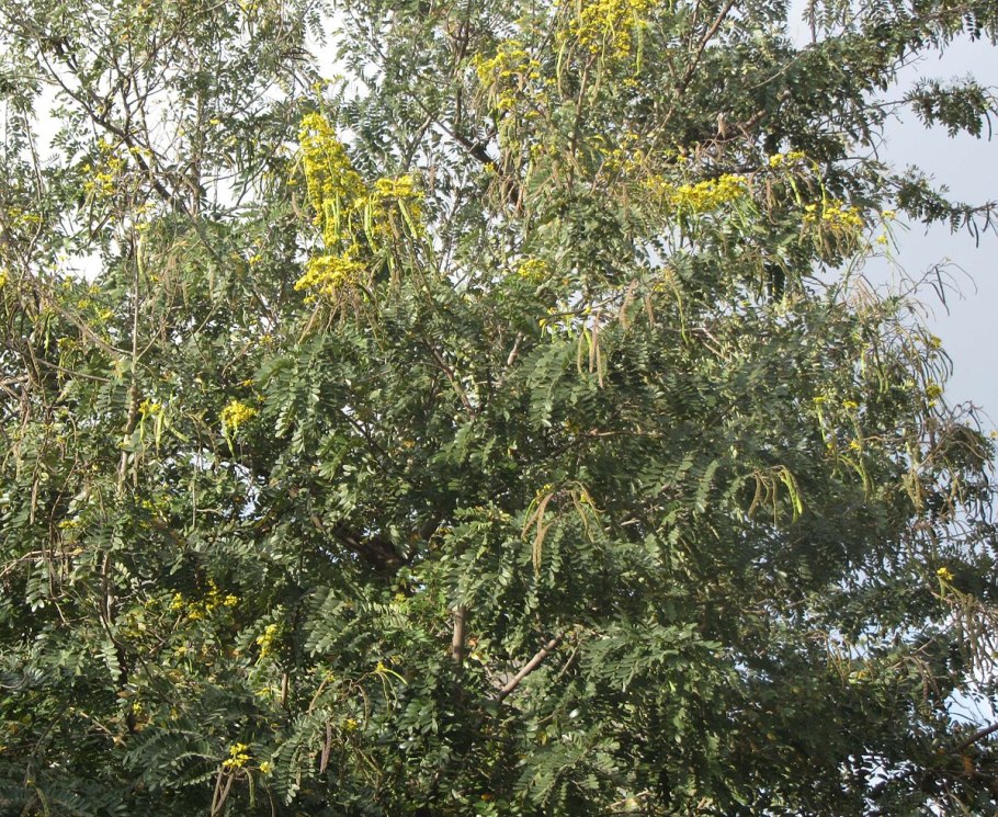 Малотус филиппинский