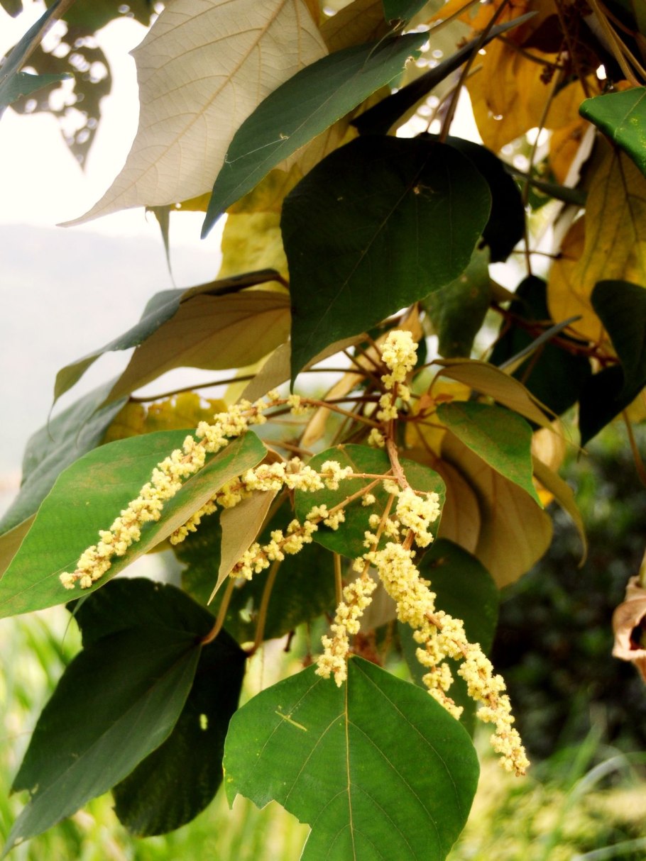 Маллотус японский