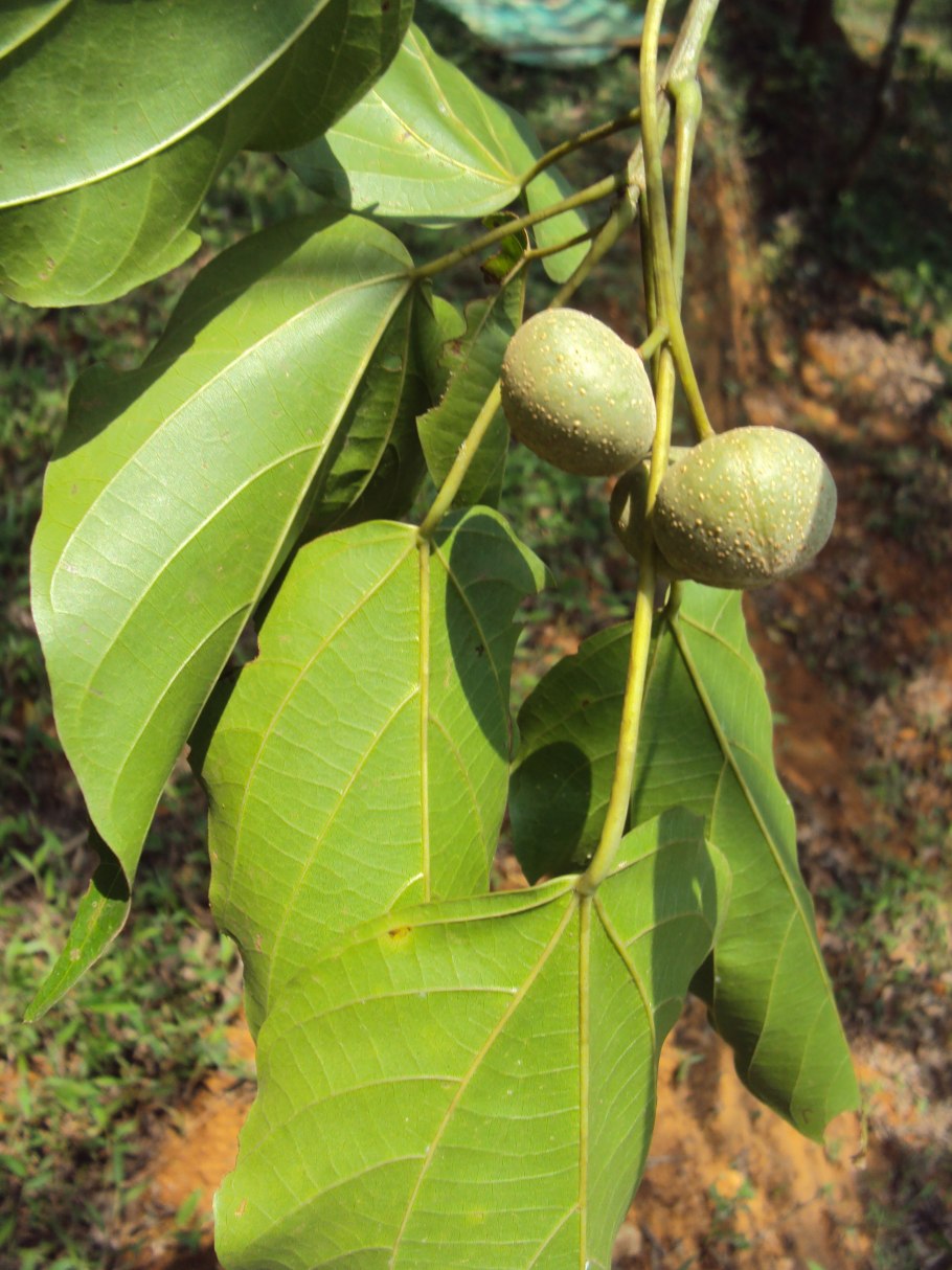 Thesium minkwitzianum