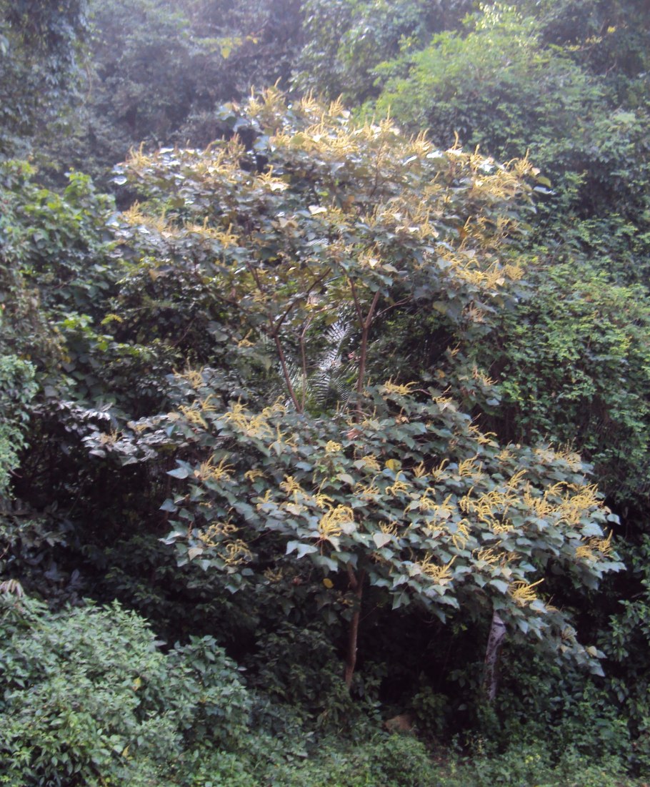 Маллотус БЕСЩИТКОВЫЙ