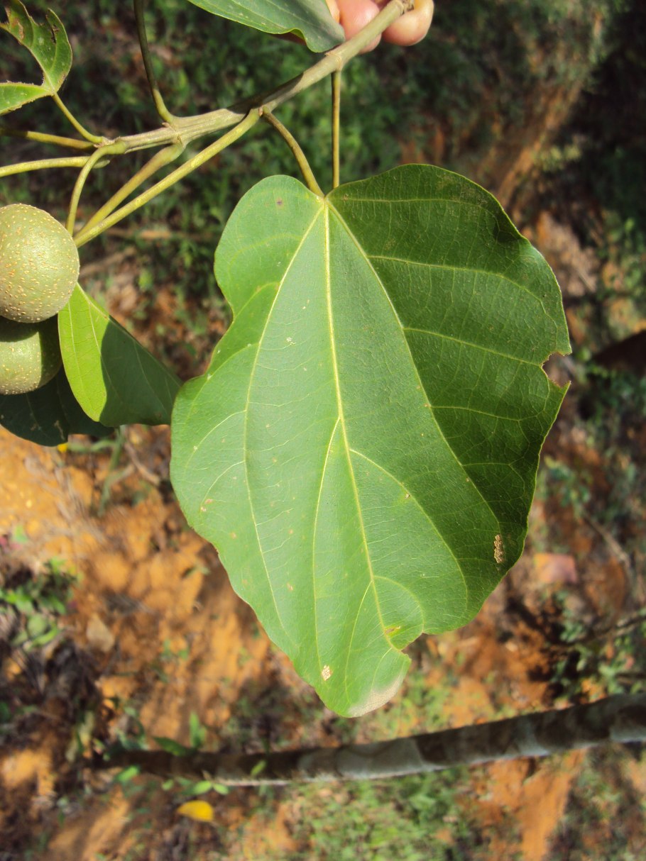 Mallotus oppositifolius