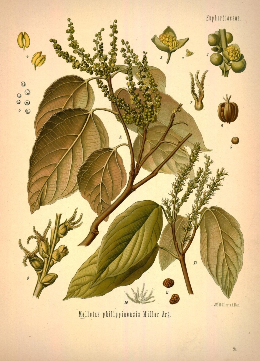 Малотус филиппинский