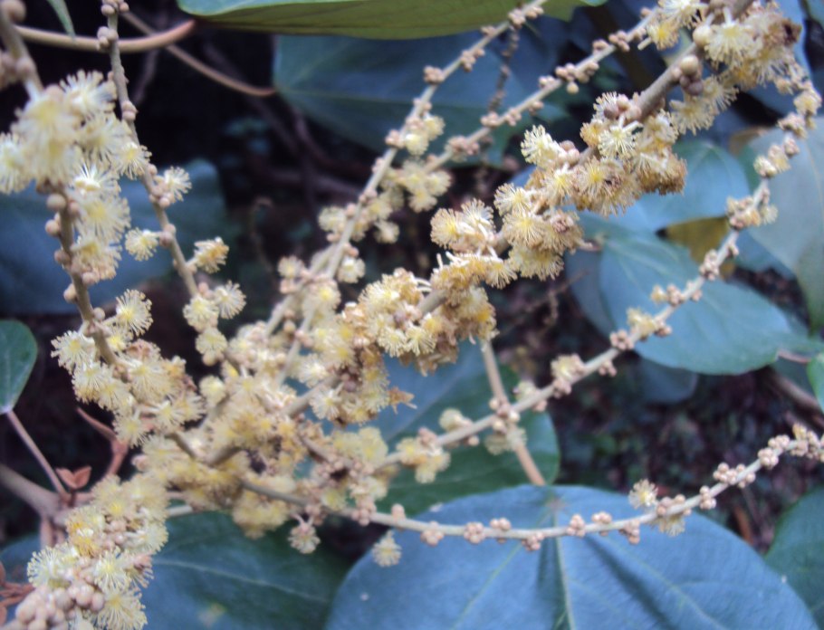 Маллотуса филиппинского (Mallotus phillippinensis)