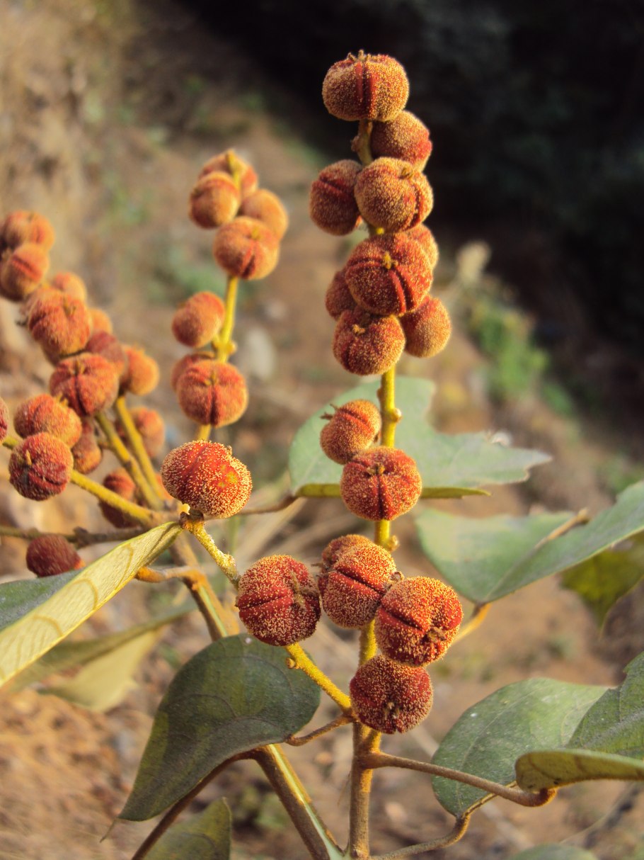 Маллотус японский