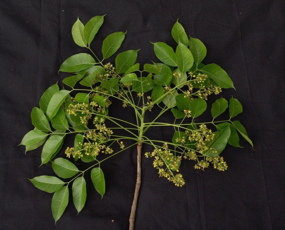 Swietenia macrophylla