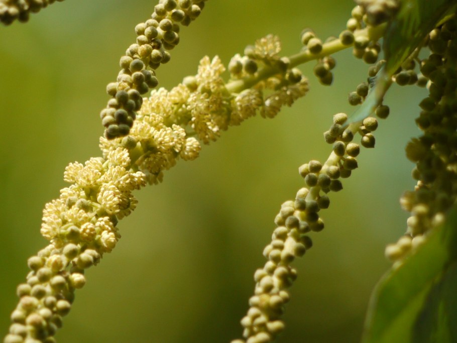 Mallotus philippinensis