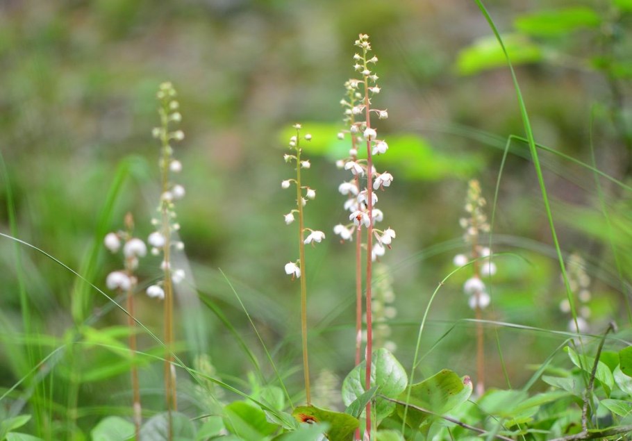 Грушанка круглолистная Pyrola rotundifolia