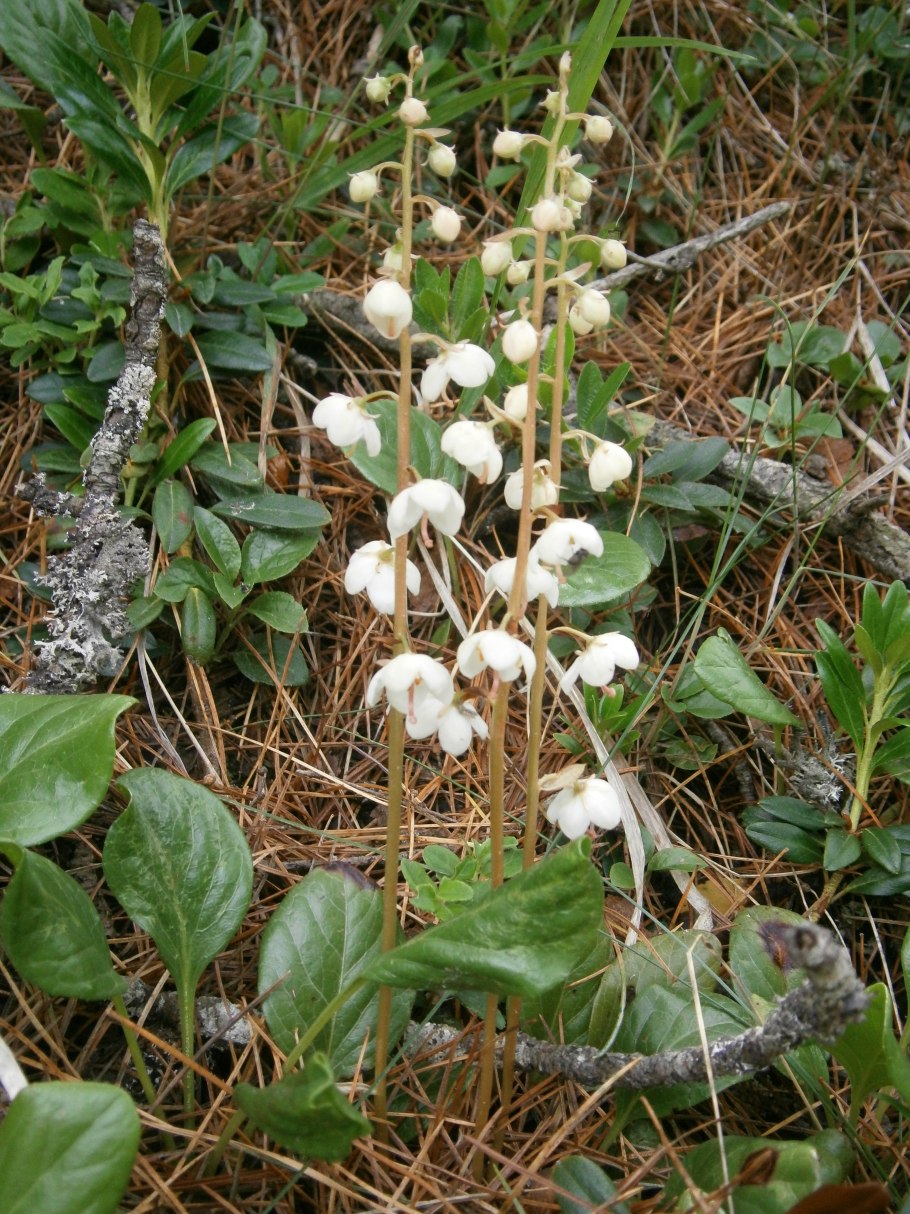 Грушанка круглолистная Pyrola rotundifolia