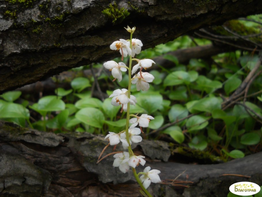 Грушанка круглолистная Pyrola rotundifolia l.