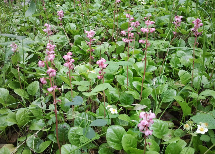 Грушанка круглолистная Pyrola rotundifolia