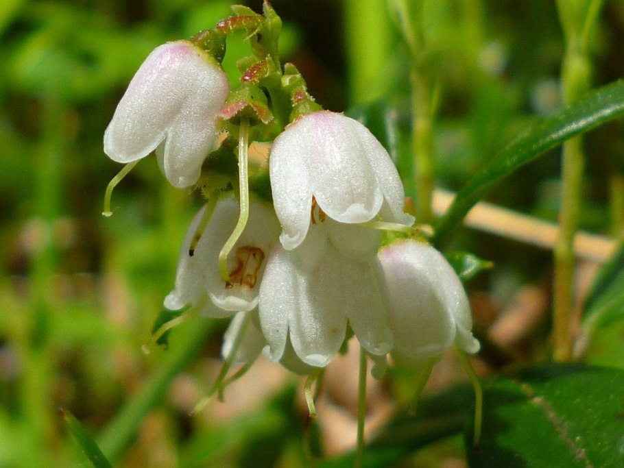 Грушанка круглолистная Pyrola rotundifolia