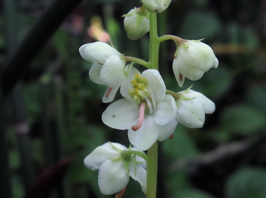 Грушанка круглолистная Pyrola rotundifolia