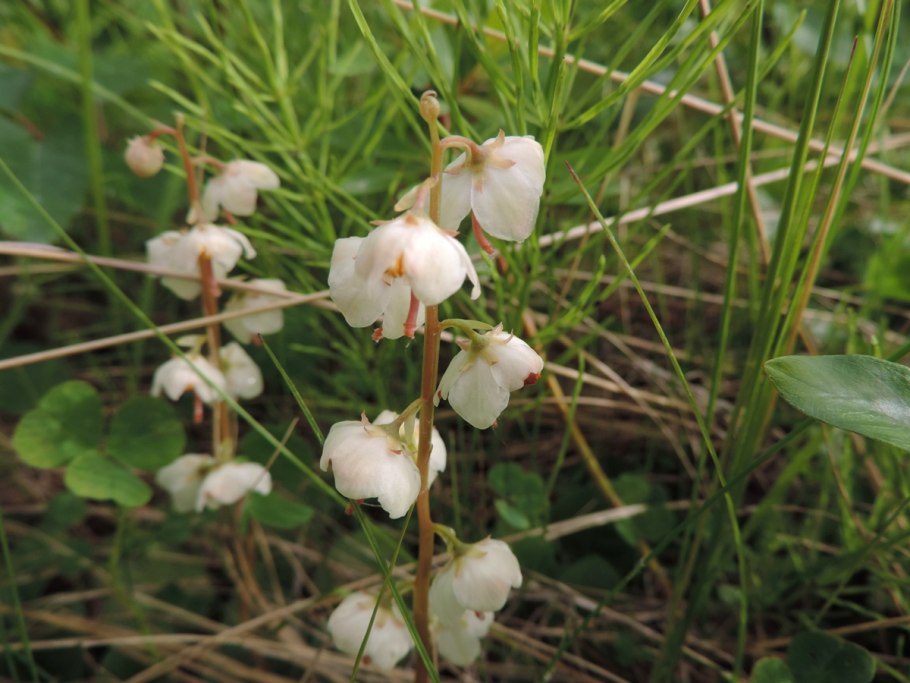 Грушанка круглолистная Pyrola rotundifolia