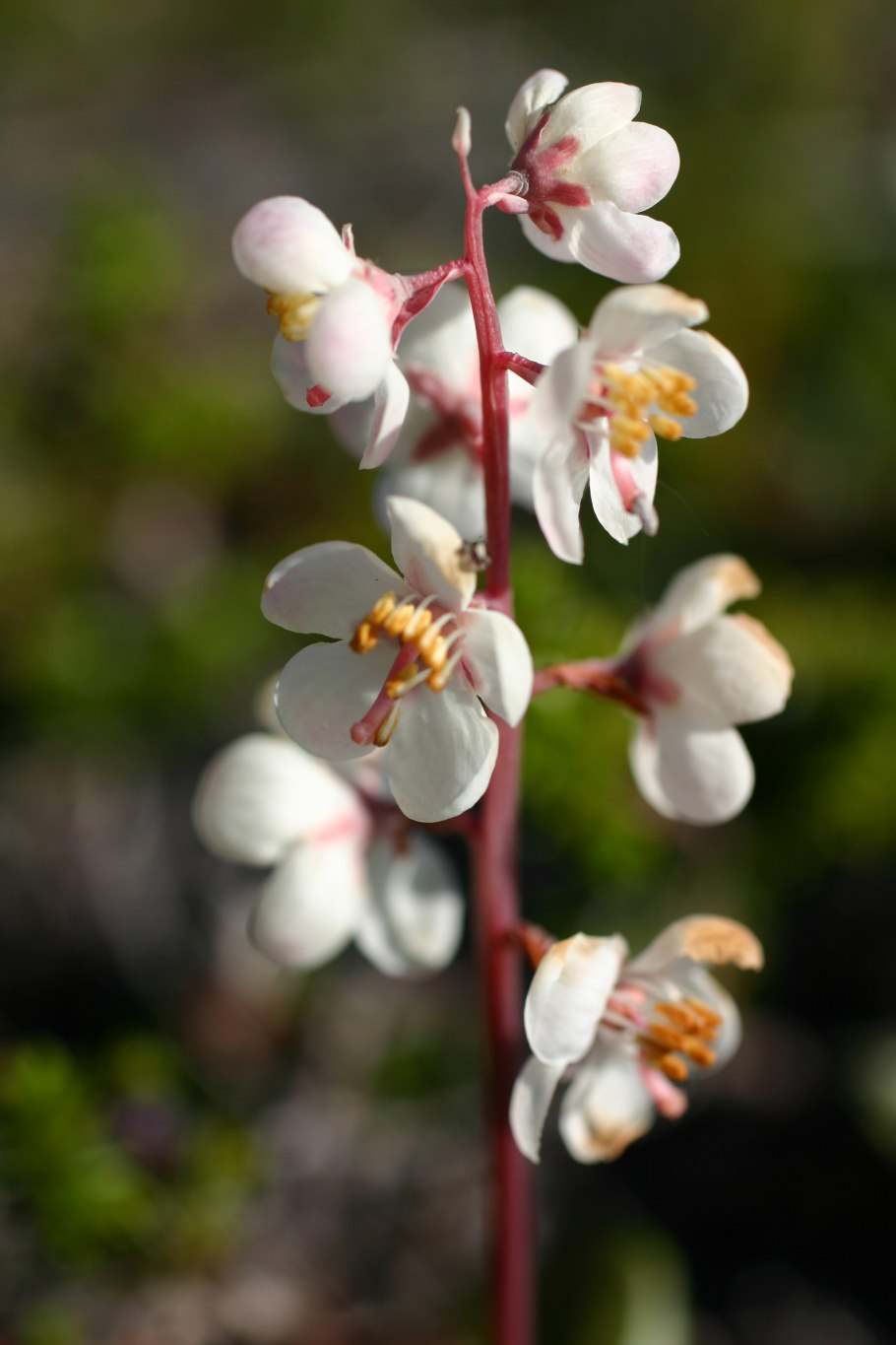 Грушанка круглолистная Pyrola rotundifolia