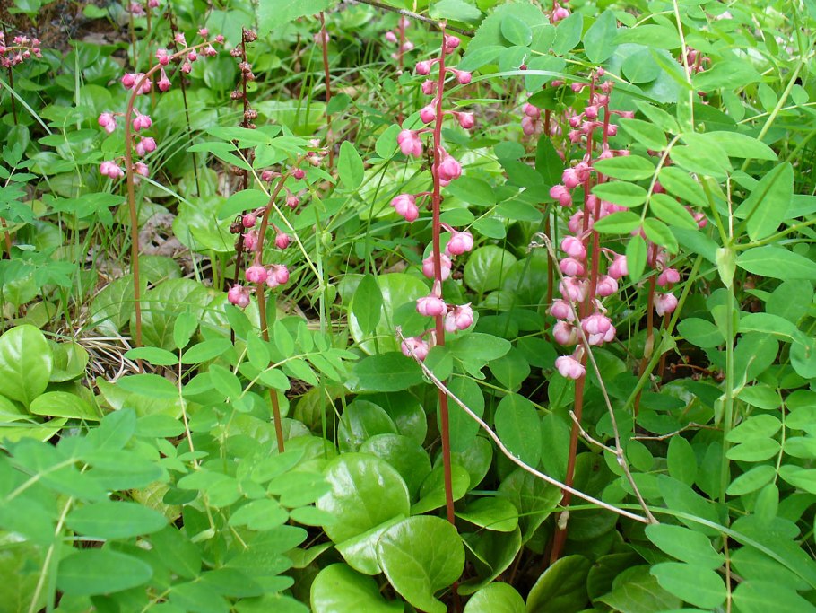 Грушанка круглолистная Pyrola rotundifolia