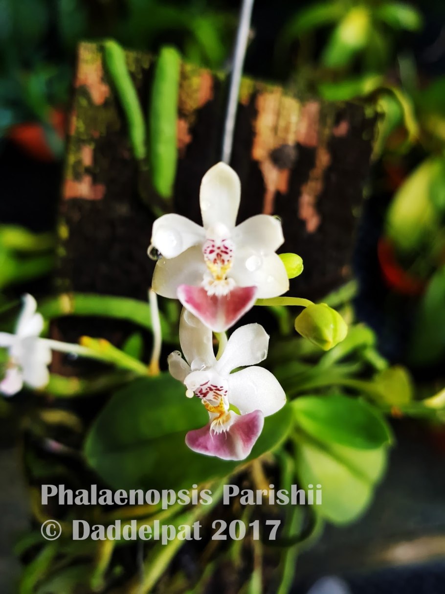 Фаленопсис париша Phalaenopsis parishii