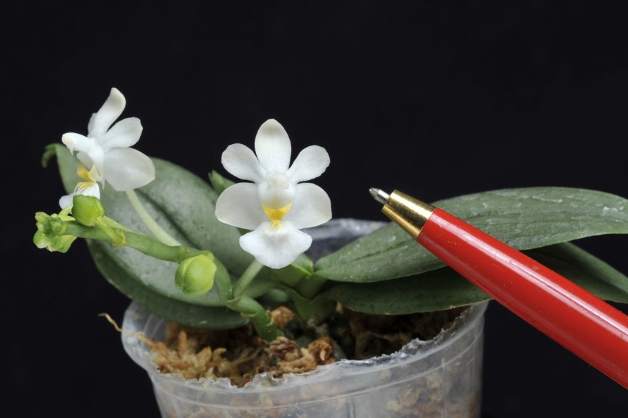 Phalaenopsis Snowflake