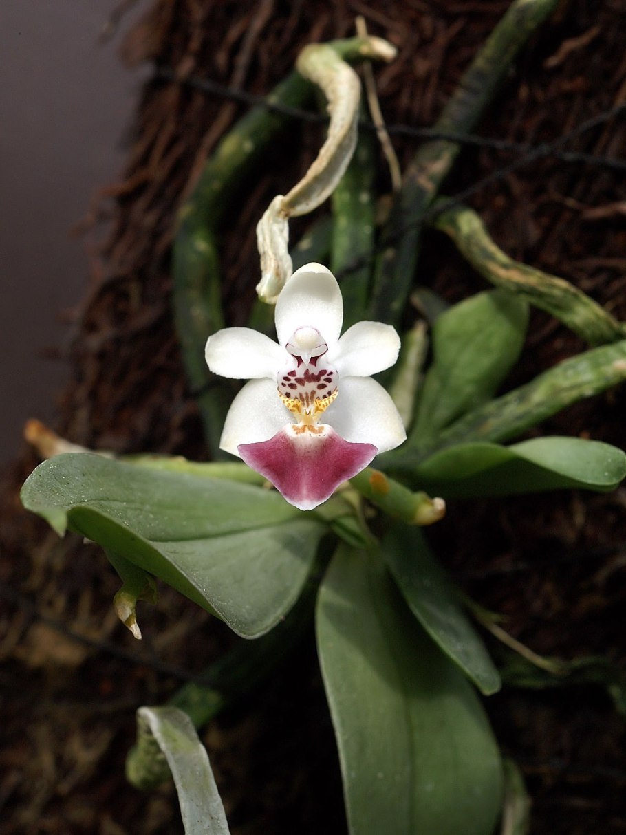 Phalaenopsis parishii аромат