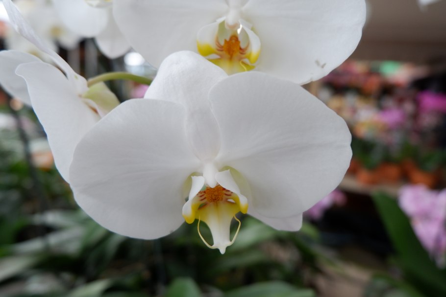 Дендробиум мелкоцветковый