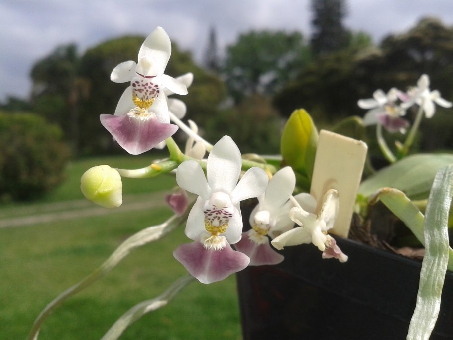 Фаленопсис париша phalaenopsis parishii