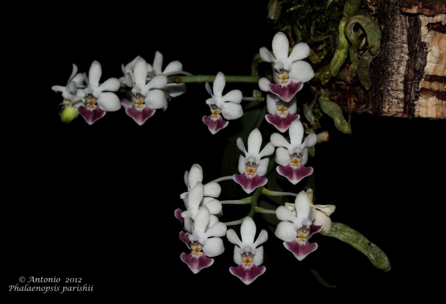 Орхидея Shiva