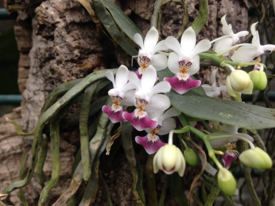 Орхидея Day Tripper фото