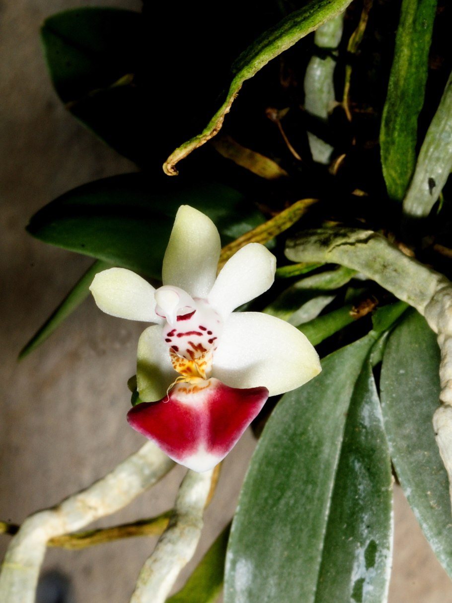 Phalaenopsis parishii